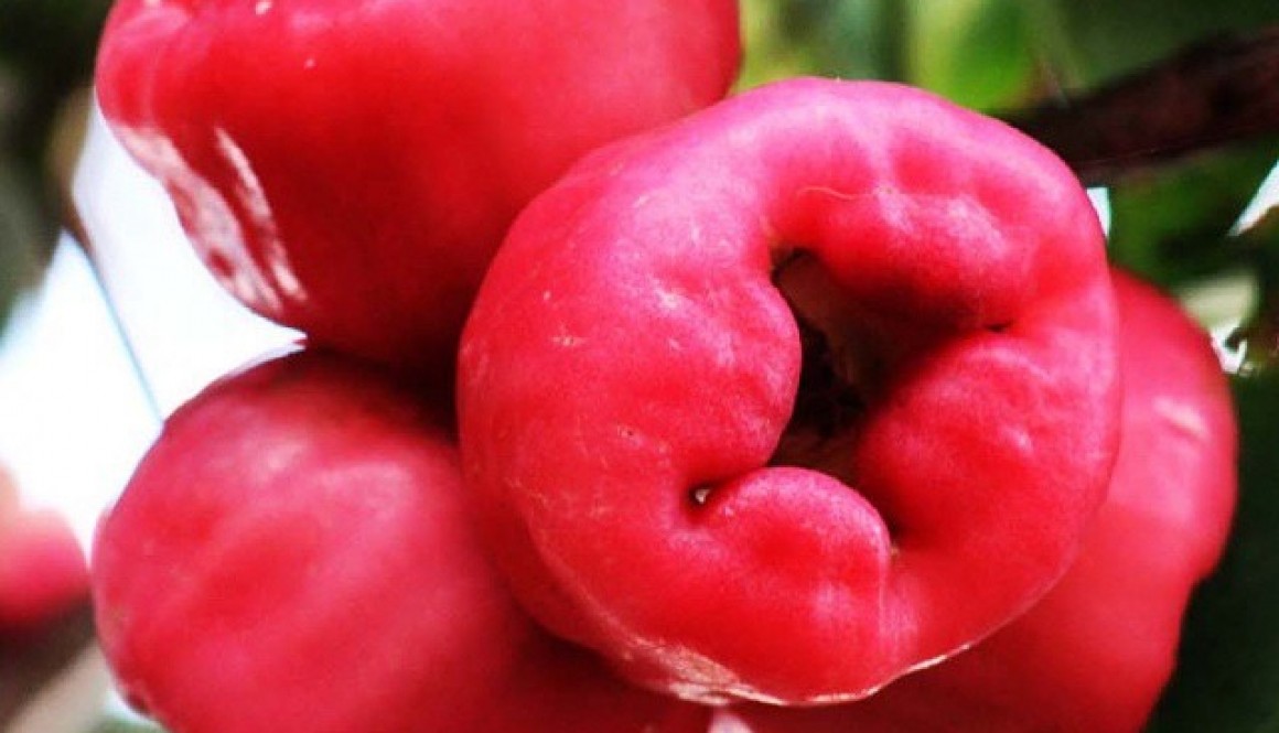 Makopa (Macopa) Fruit