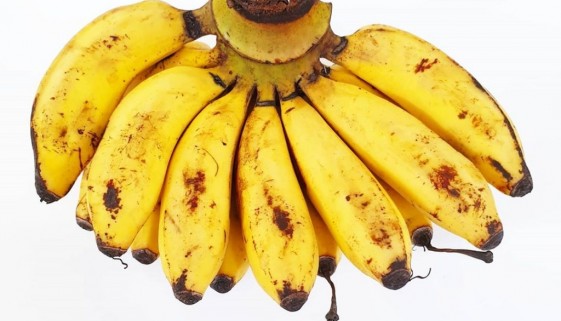 latondan bananas