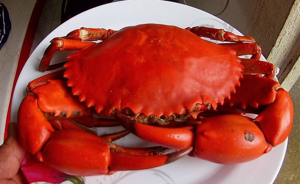 Philippine crab
