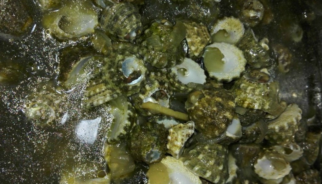 Aripuros: Edible shells from Palawan