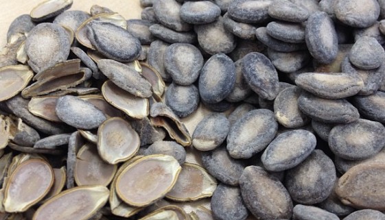 Buto ng Pakwan (Shells and Uncracked Seeds)