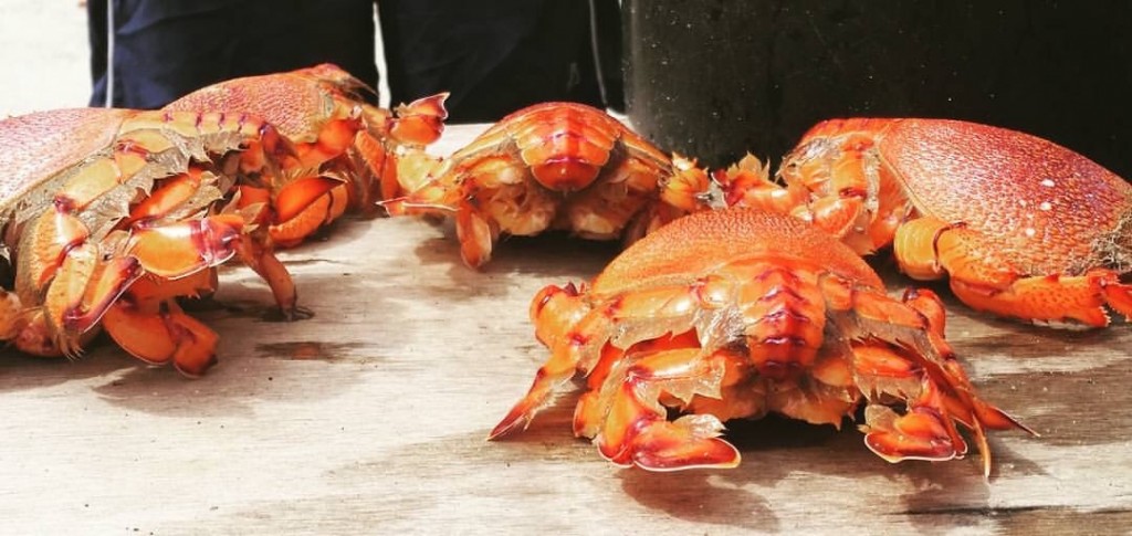 Kuracha crabs