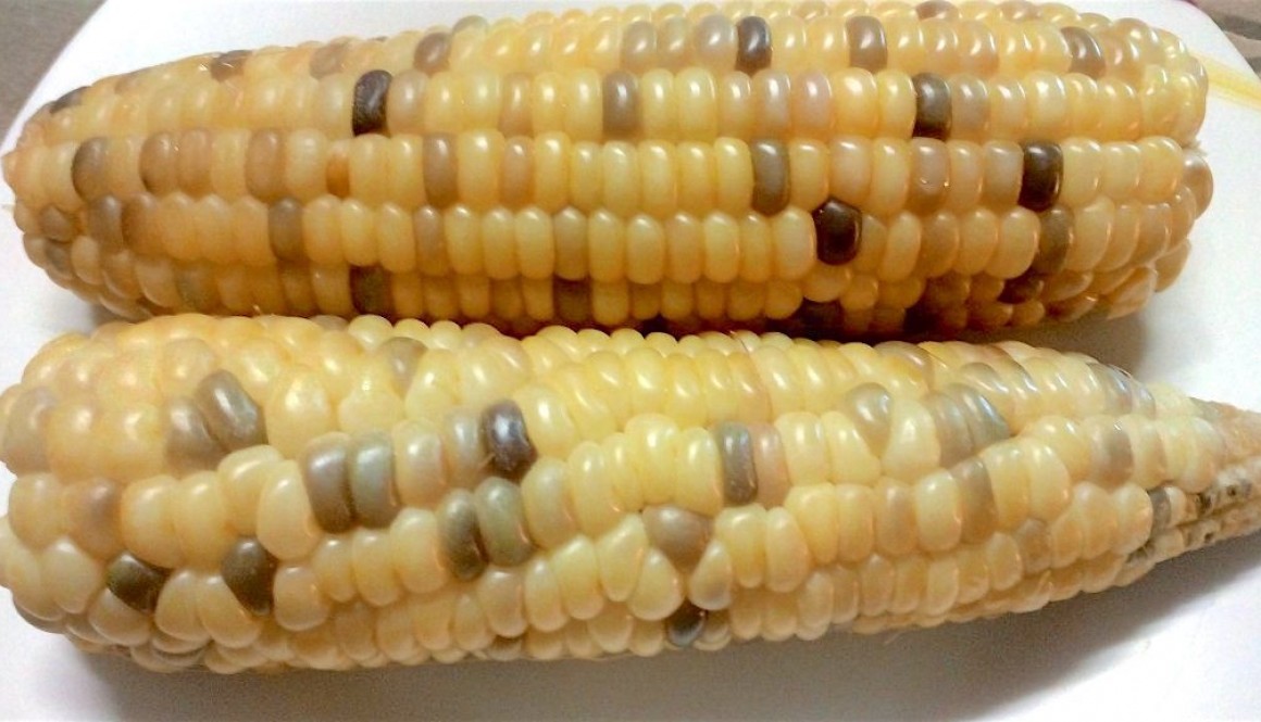 Multicolored Corn from the Philippines