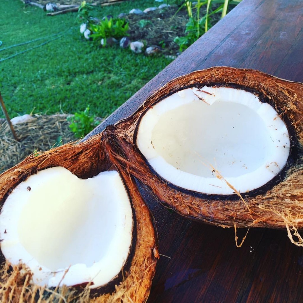 mature coconuts