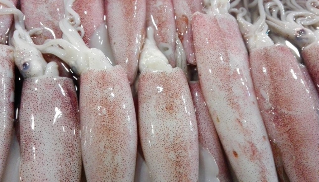 Fresh Pusit (Squid)