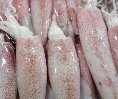 Fresh Pusit (Squid)