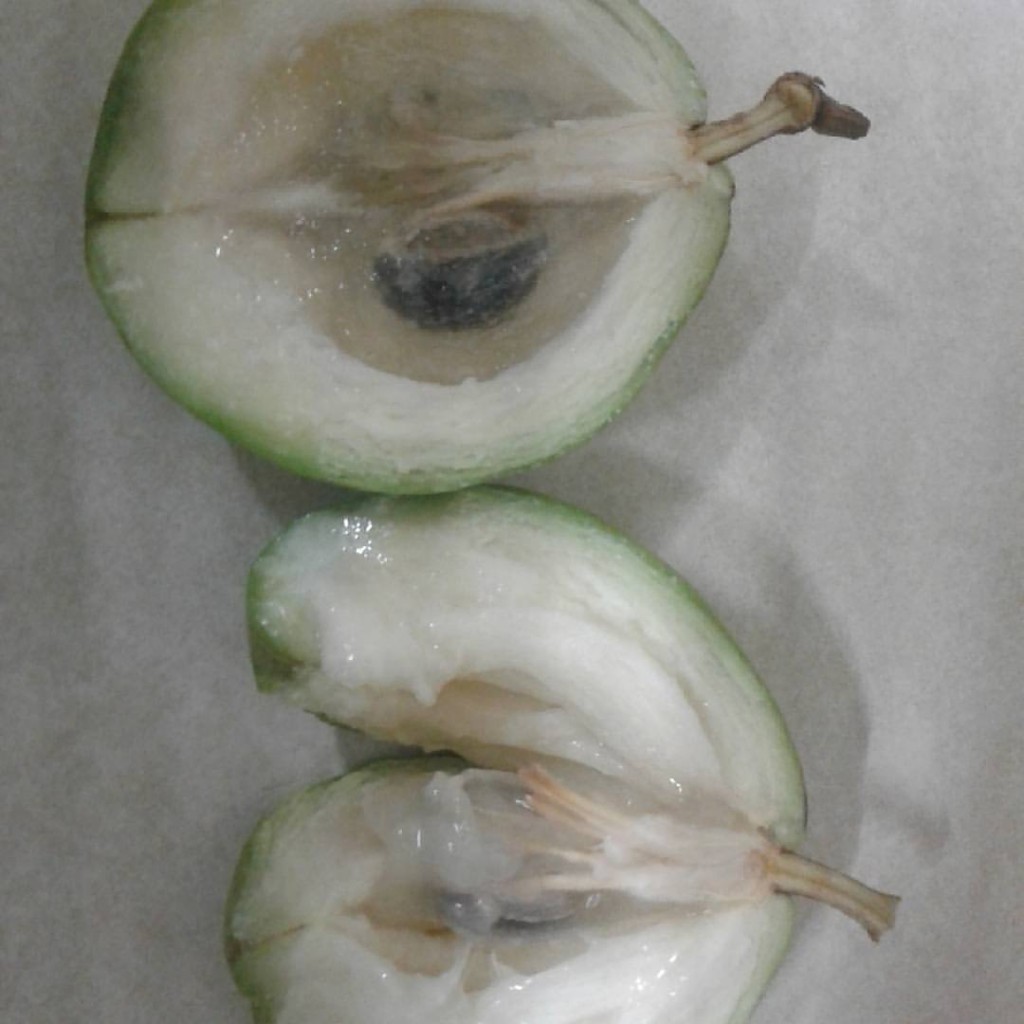 green kaimito fruit