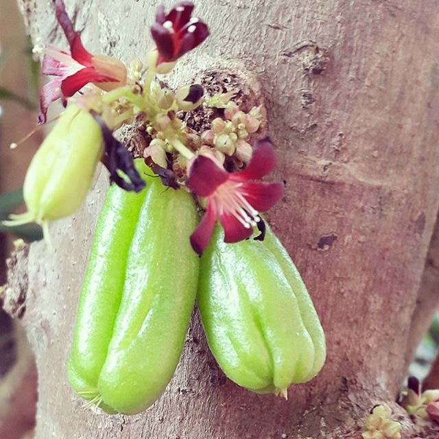 Kamias Fruit Cluster on Tree