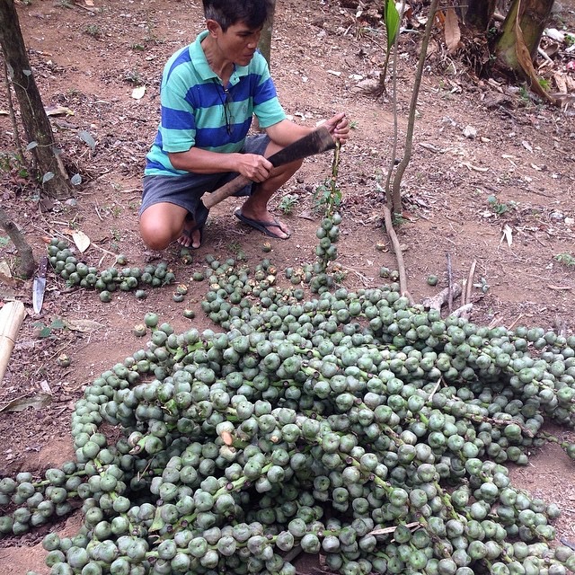 Man Harvesting Kaong