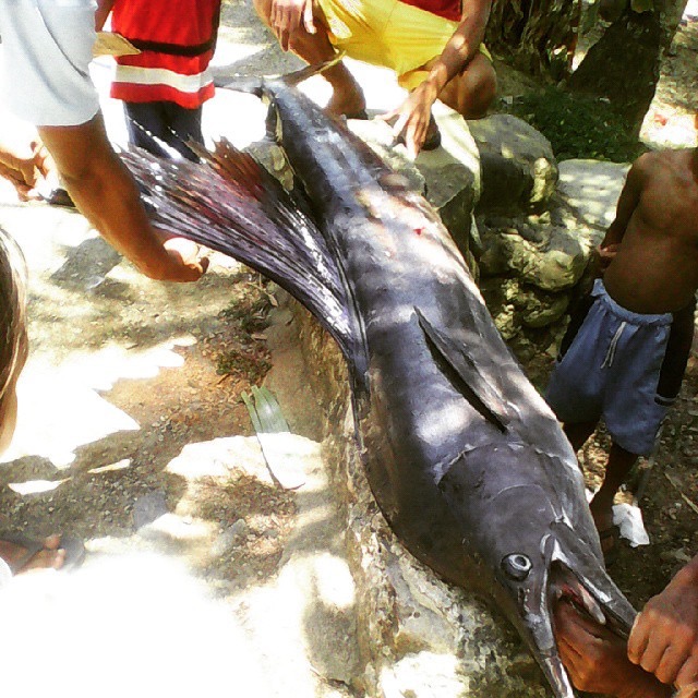 marlin in the Philippines