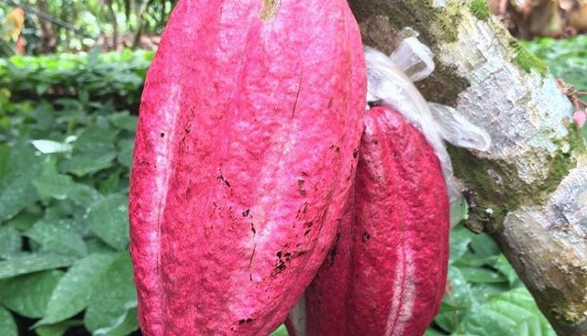 Philippine Cacao Fruits on Tree