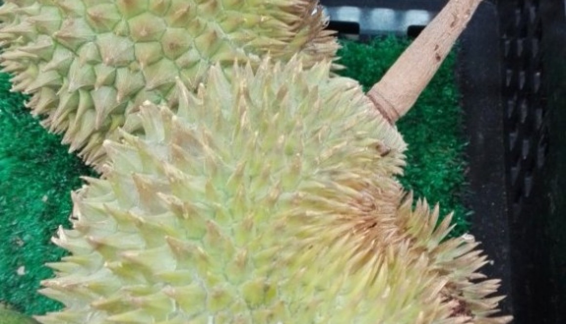 Durian Fruit from Davao, Philippines