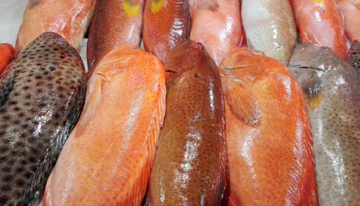 Lapu-Lapu fish.