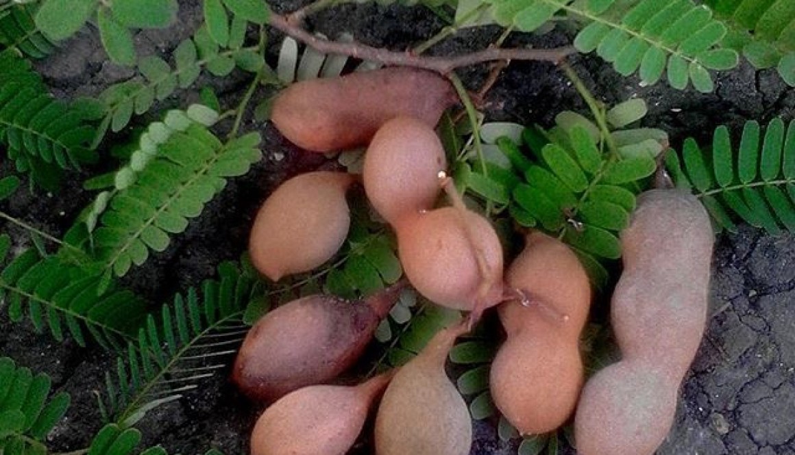 Sampalok (Tamarind) Plant with Pods