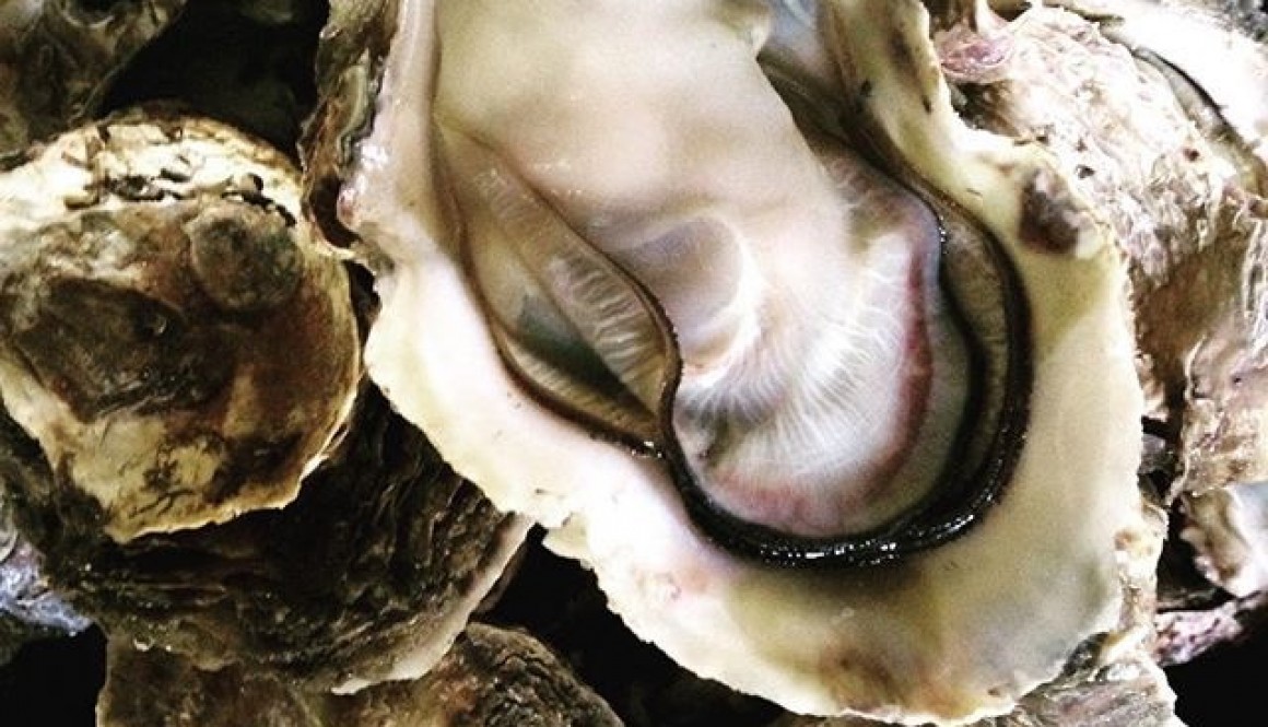 Oyster in Shell