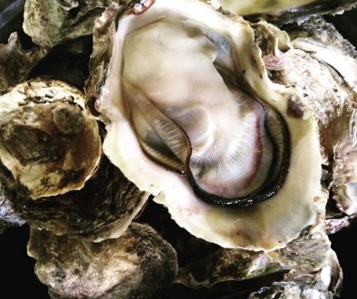 Oyster in Shell